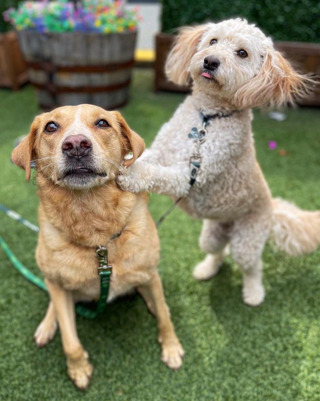 Happy DOGust 1st! Love having all these furry companions join us for a lovely meal with their families!