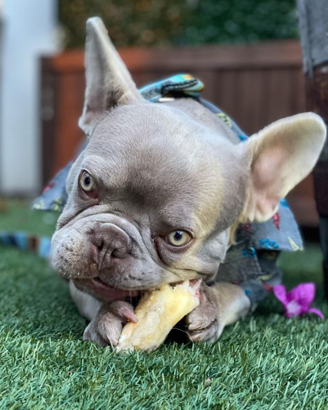 We absolutely love when your dogs join you for a meal with us. 

Especially if they wear a bow tie or come hungry!