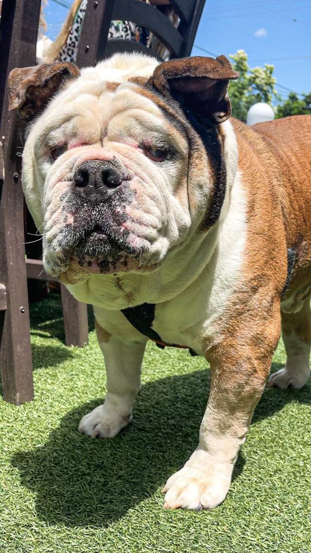 As the sun sets over Freddy J’s Bar & Kitchen, it casts a golden glow on our dog patio – a gastronomic oasis 🌅 🐾  Picture this: you, your furry amigo, a spread of pulled chicken, side of fries and maybe a scoop of vanilla ice cream. Because why should humans have all the fun? 🐶🍗🍟🍦

Split a day between the waves of Brigantine North End Beach 🌊 or the trails of Birch Grove Park 🌳, then slide into a seat under our large sun umbrellas or cozy up to our heat lamps. We’ve got 24 spots that open up a world of flavours for you and your canine companion.

As we whip up our specialties and serve them in dog bowls (upon request), you and your four-legged friend can exchange tales, make memories, and even pose for a complimentary snap 📸 for our social media.

Remember: The journey of life is sweeter when traveled with a dog. And a well-fed one at that! At Freddy J’s, we’re all about those flavour town trips and soulful connections, one meal at a time. 🍽🥂🐾