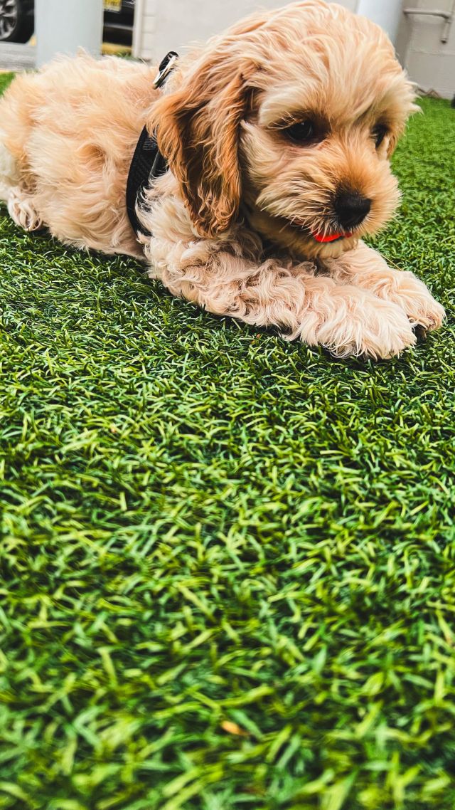 Paws 🐾 and unwind at Freddy J’s Bar & Kitchen! Our outdoor dining area is a haven for furry friends like @fozziebear_bythesea, Mowgli (@ry.cheek & @datcoookiedoe), and the countless other tail-wagging guests. 🐶💕

After a day at the beach or exploring nearby trails, join us for a dog-friendly dining experience. We offer a 24-seat turf outdoor area, dog bowls, sun umbrellas ☂️, heat lamps 🔥, and tasty sides like pulled chicken, vanilla ice cream, or fries just for your pup 🍗🍦🍟. Plus, we’ll snap a complimentary photo 📸 to feature on our social media.

Come make delightful memories with us at Freddy J’s! 🐕💖🍽️