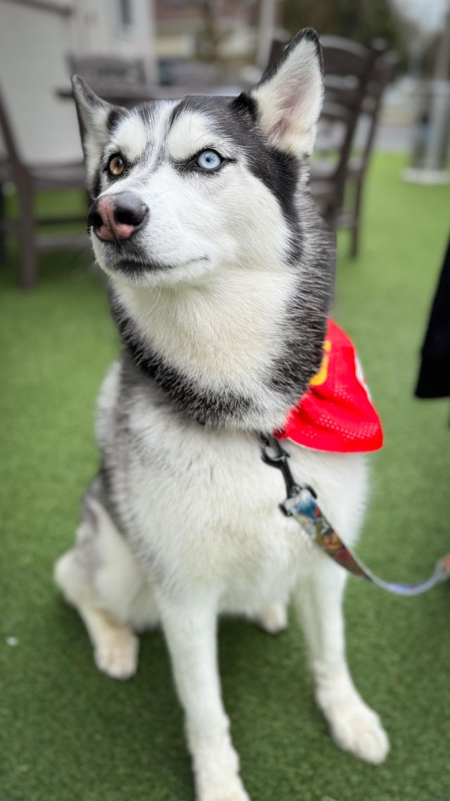 This weather’s all over the place, right? Flurries one minute, rain the next – feels like Mother Nature can’t make up her mind. And honestly, it’s got us missing the good times on our dog-friendly patio. Remember when that husky in Chiefs gear showed up? That was a vibe and I’m never rooting against Patrick Mahomes again.

Our patio’s seen some fun – every kind of dog you can imagine, making every day feel like a mini-adventure. Now, we’re just looking at an empty space, waiting for the sun and warmth to make a comeback.