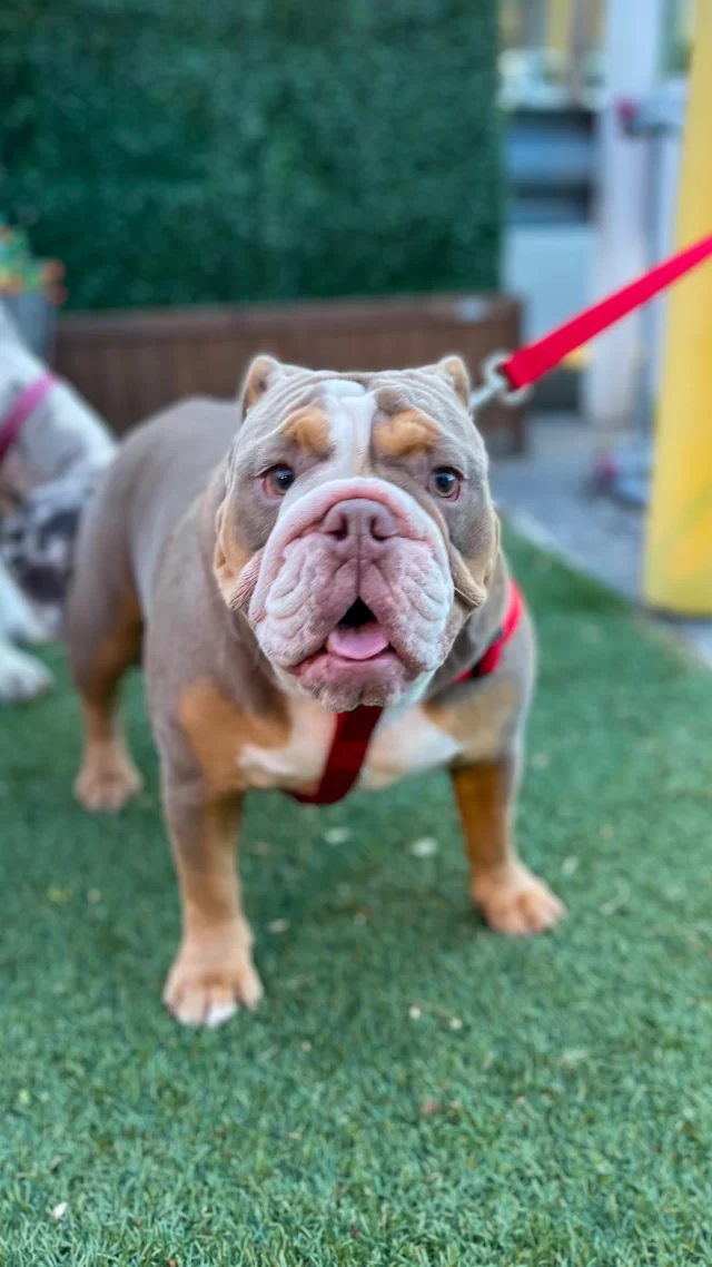 Bring your furry friends and enjoy a meal with us on our outdoor dog-friendly patio!

Our turf outdoor dining area is perfect for you and your pup, with dog bowls available upon request and large sun umbrellas for those warm summer months.

Treat your furry companions to some of our delicious small sides like pulled chicken, vanilla ice cream, and a side of fries.

Plus, capture the moment with a complimentary photo to add to our social media.

Come relax, dine, and make memories with your four-legged friends at Freddy J’s!